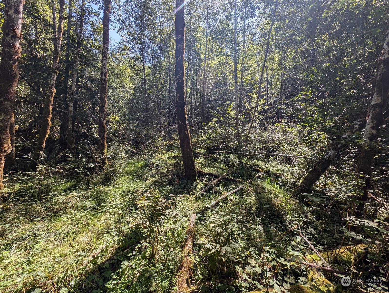 99994 Dowan Creek Road Forks, WA 98331 - Photo 16 of 40