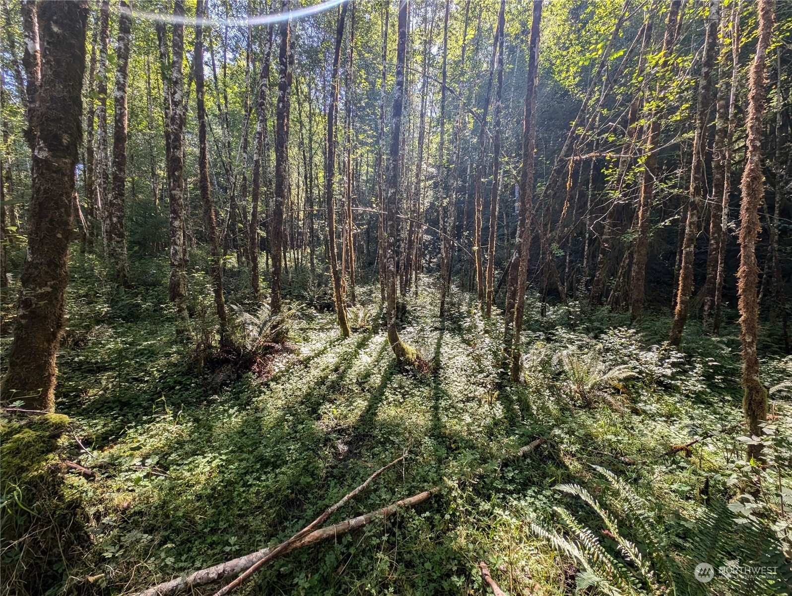 99994 Dowan Creek Road Forks, WA 98331 - Photo 17 of 40