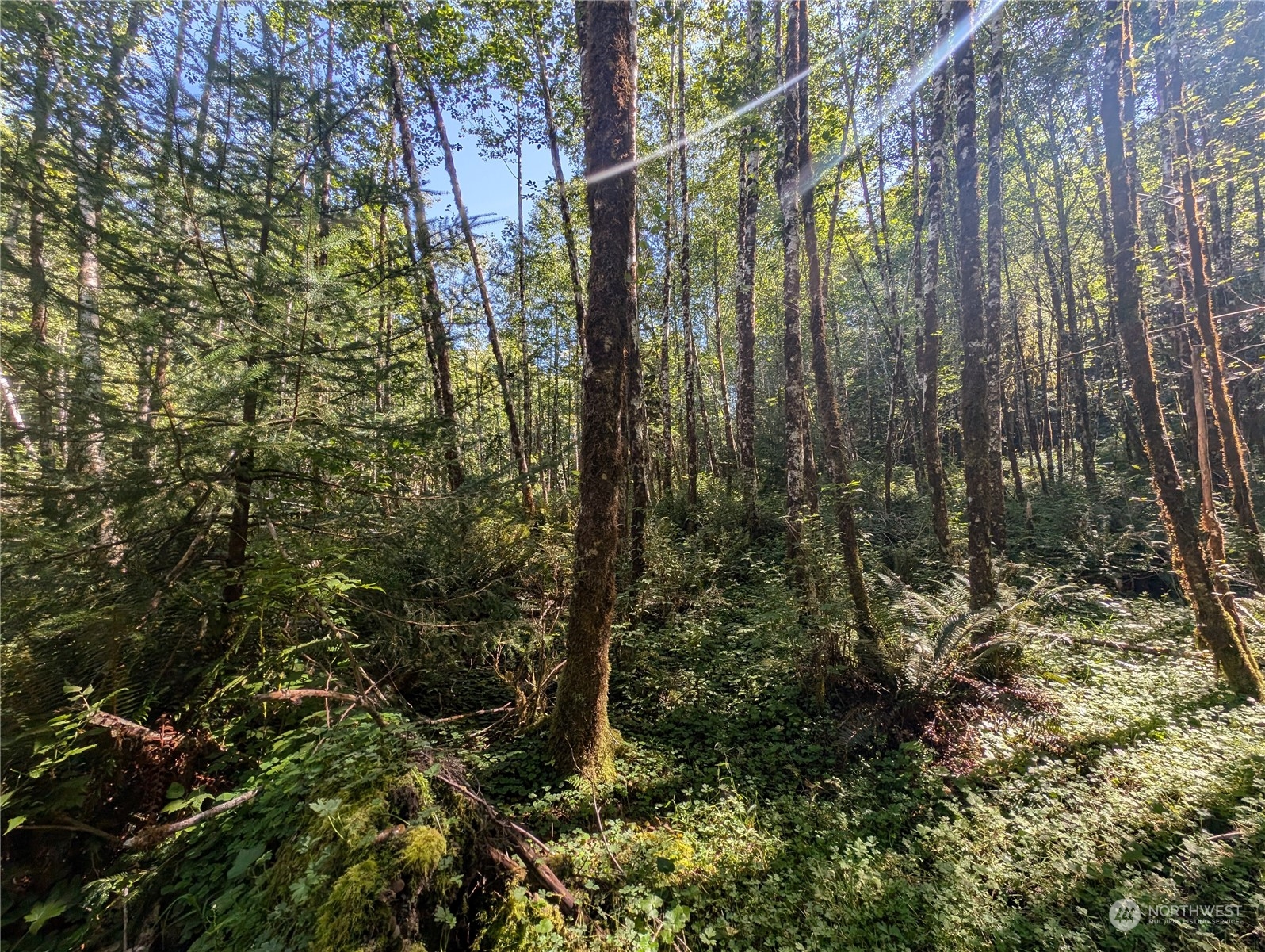 99994 Dowan Creek Road Forks, WA 98331 - Photo 19 of 40