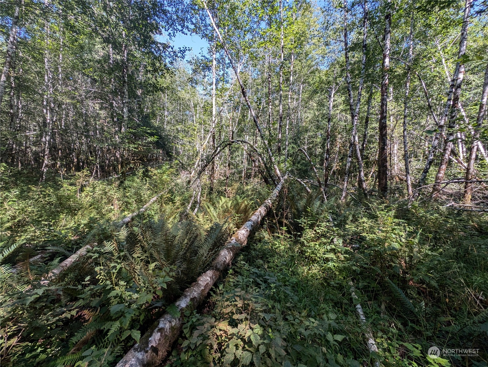 99994 Dowan Creek Road Forks, WA 98331 - Photo 20 of 40