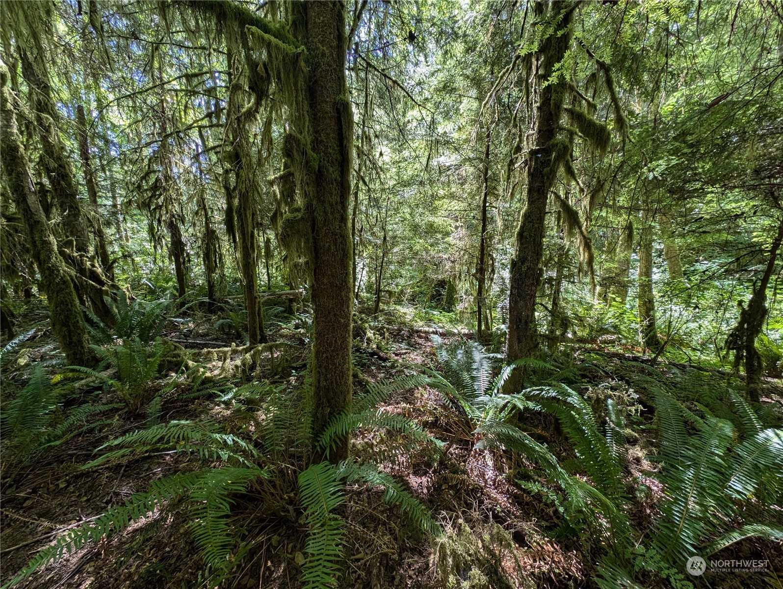 99994 Dowan Creek Road Forks, WA 98331 - Photo 21 of 40