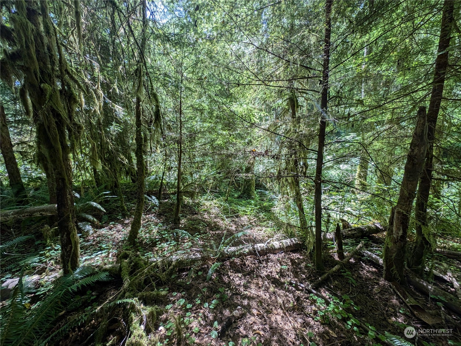 99994 Dowan Creek Road Forks, WA 98331 - Photo 22 of 40