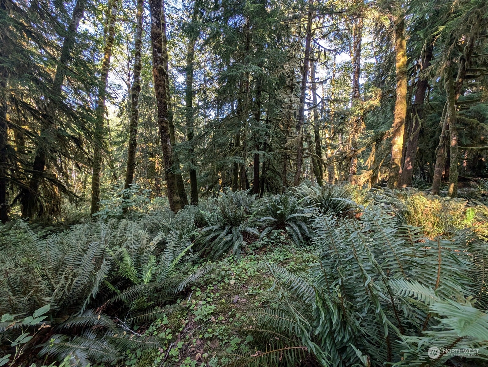 99994 Dowan Creek Road Forks, WA 98331 - Photo 24 of 40