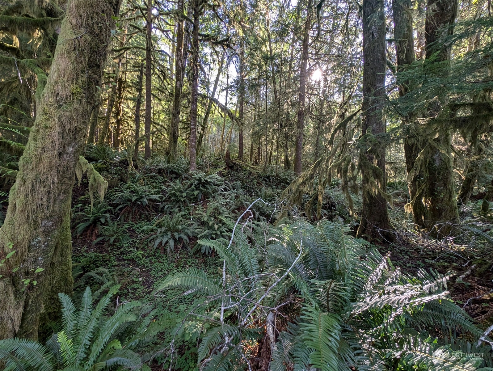 99994 Dowan Creek Road Forks, WA 98331 - Photo 25 of 40