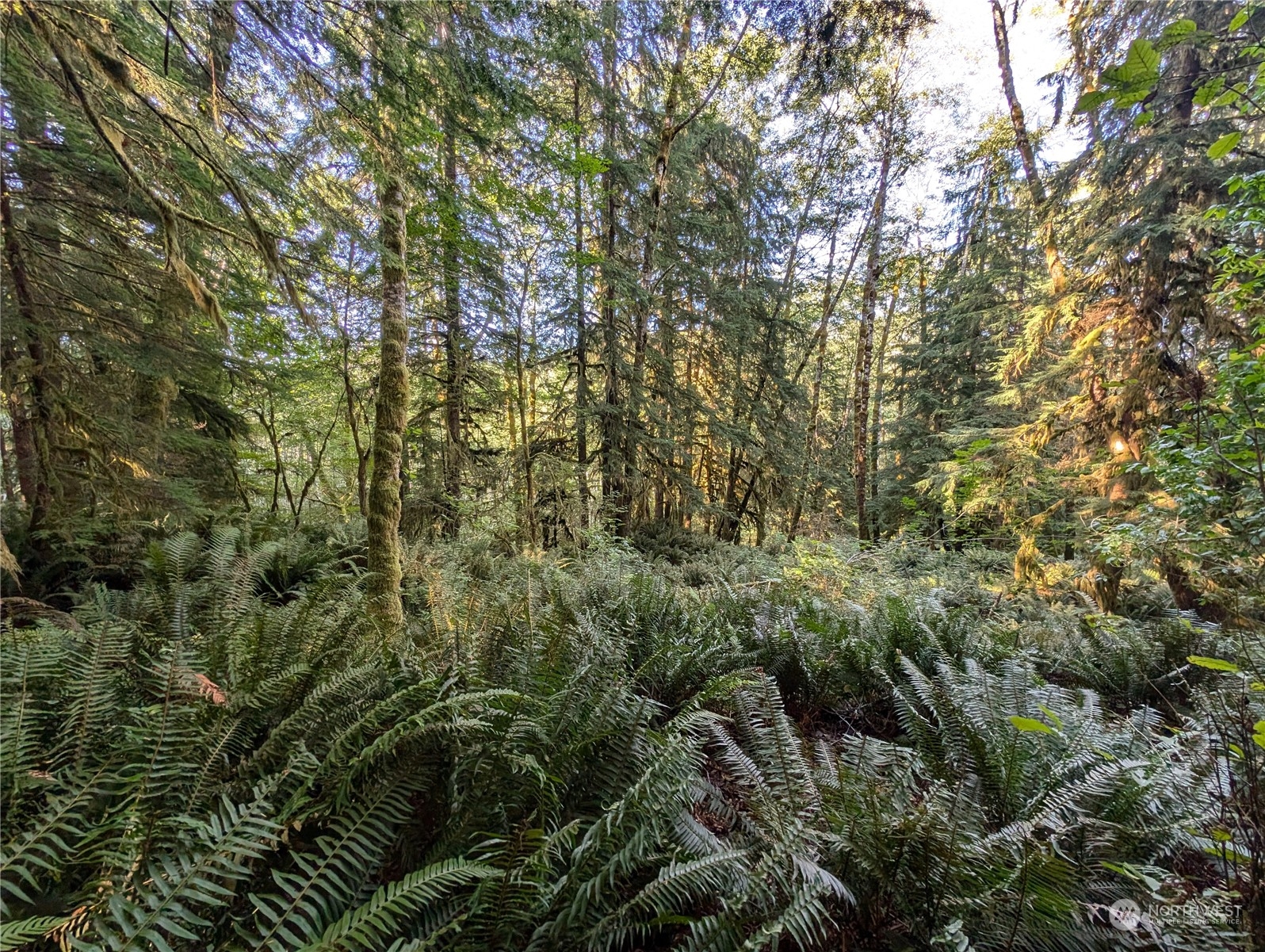 99994 Dowan Creek Road Forks, WA 98331 - Photo 26 of 40