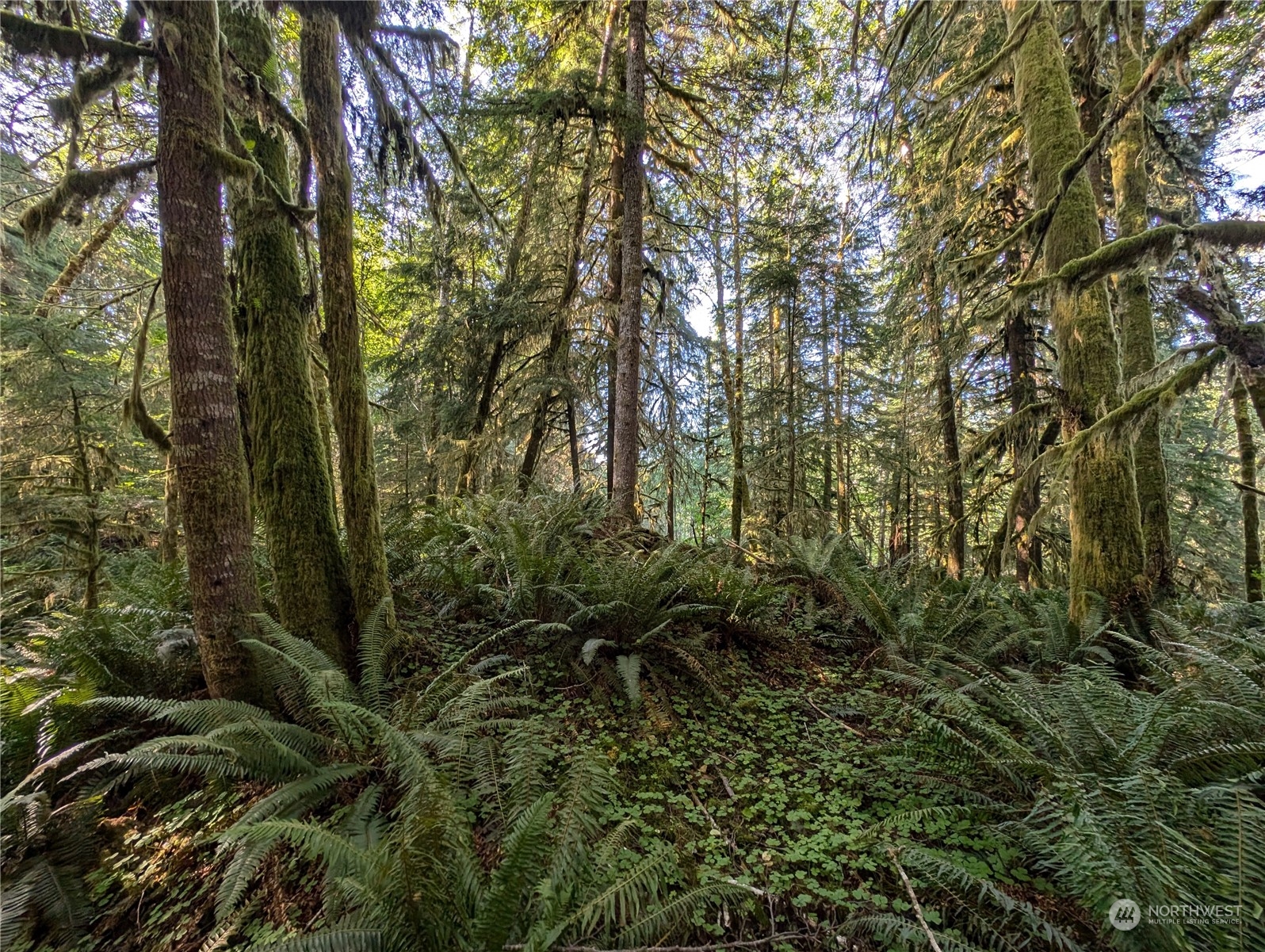 99994 Dowan Creek Road Forks, WA 98331 - Photo 27 of 40