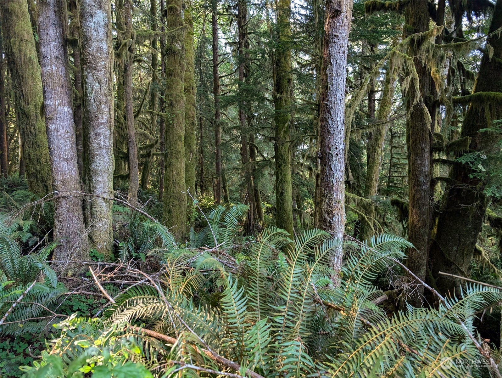 99994 Dowan Creek Road Forks, WA 98331 - Photo 29 of 40