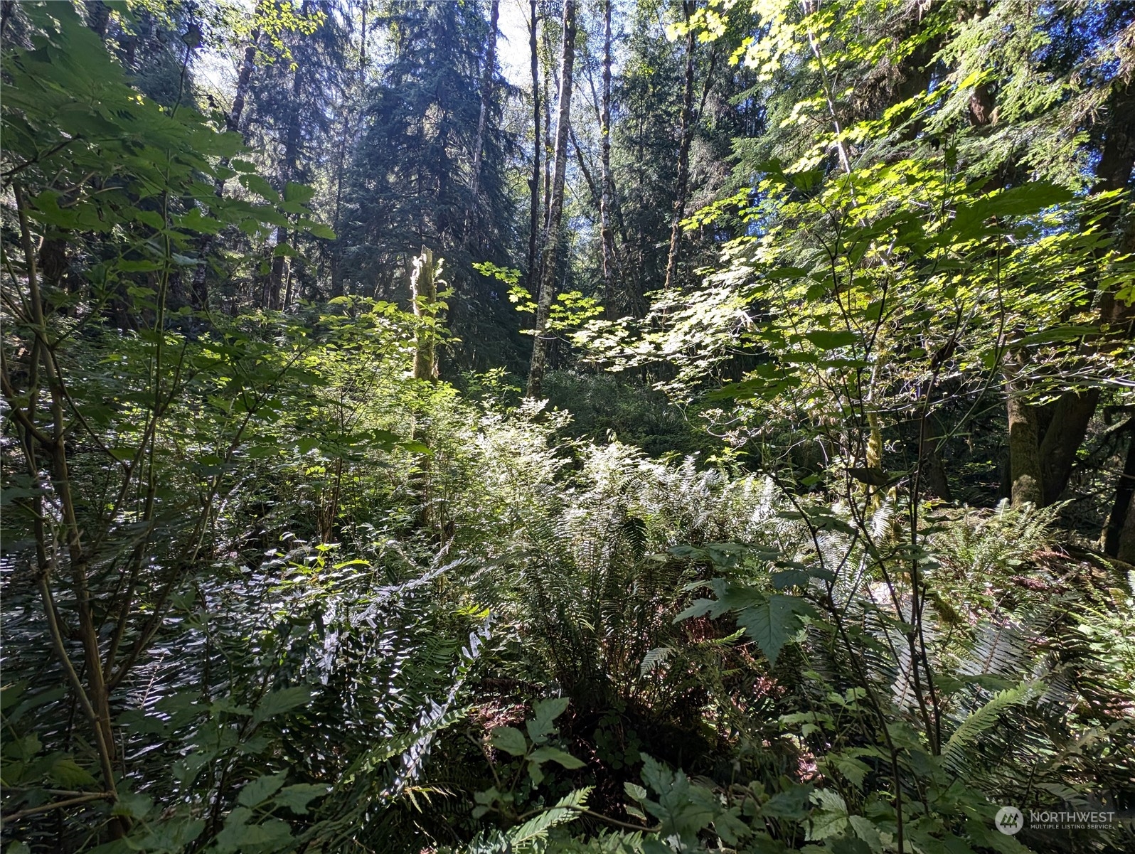 99994 Dowan Creek Road Forks, WA 98331 - Photo 33 of 40