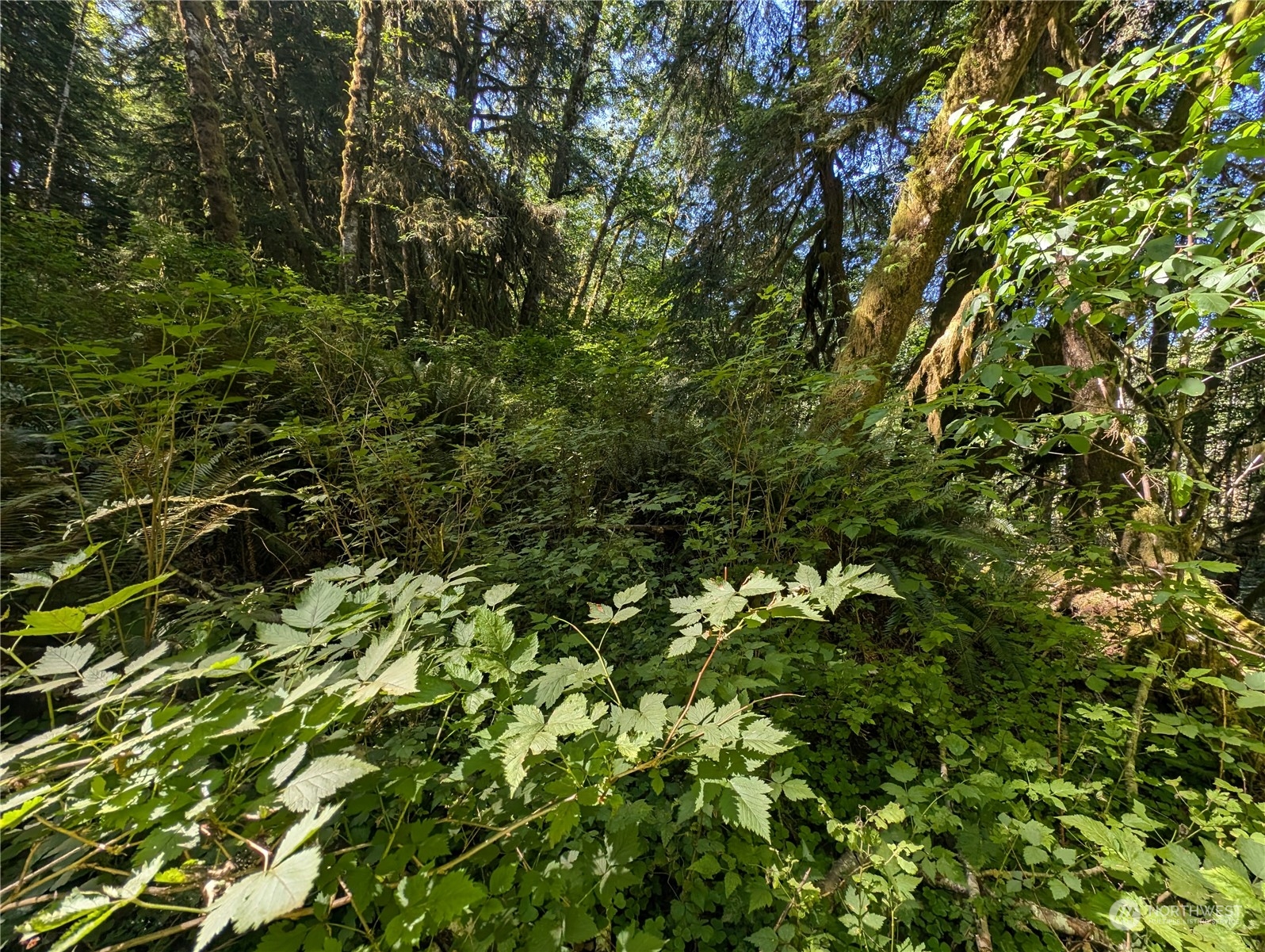 99994 Dowan Creek Road Forks, WA 98331 - Photo 34 of 40