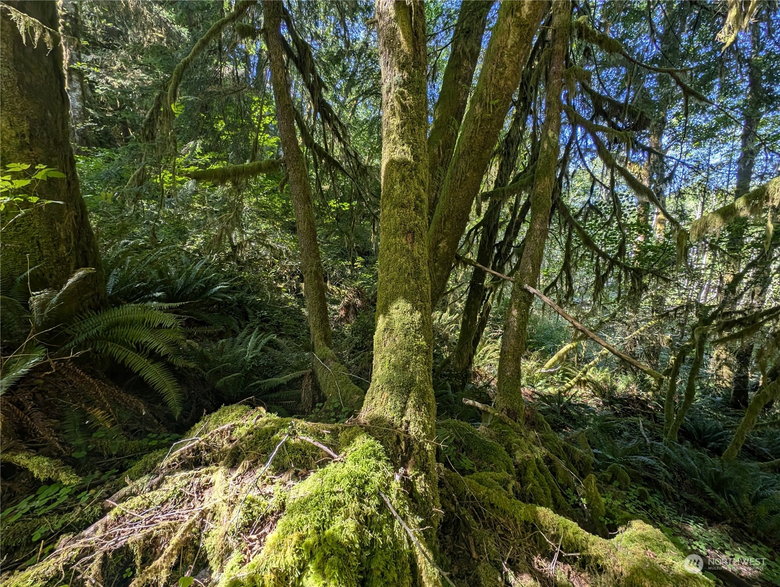 99994 Dowan Creek Road Forks, WA 98331 - Photo 35 of 40