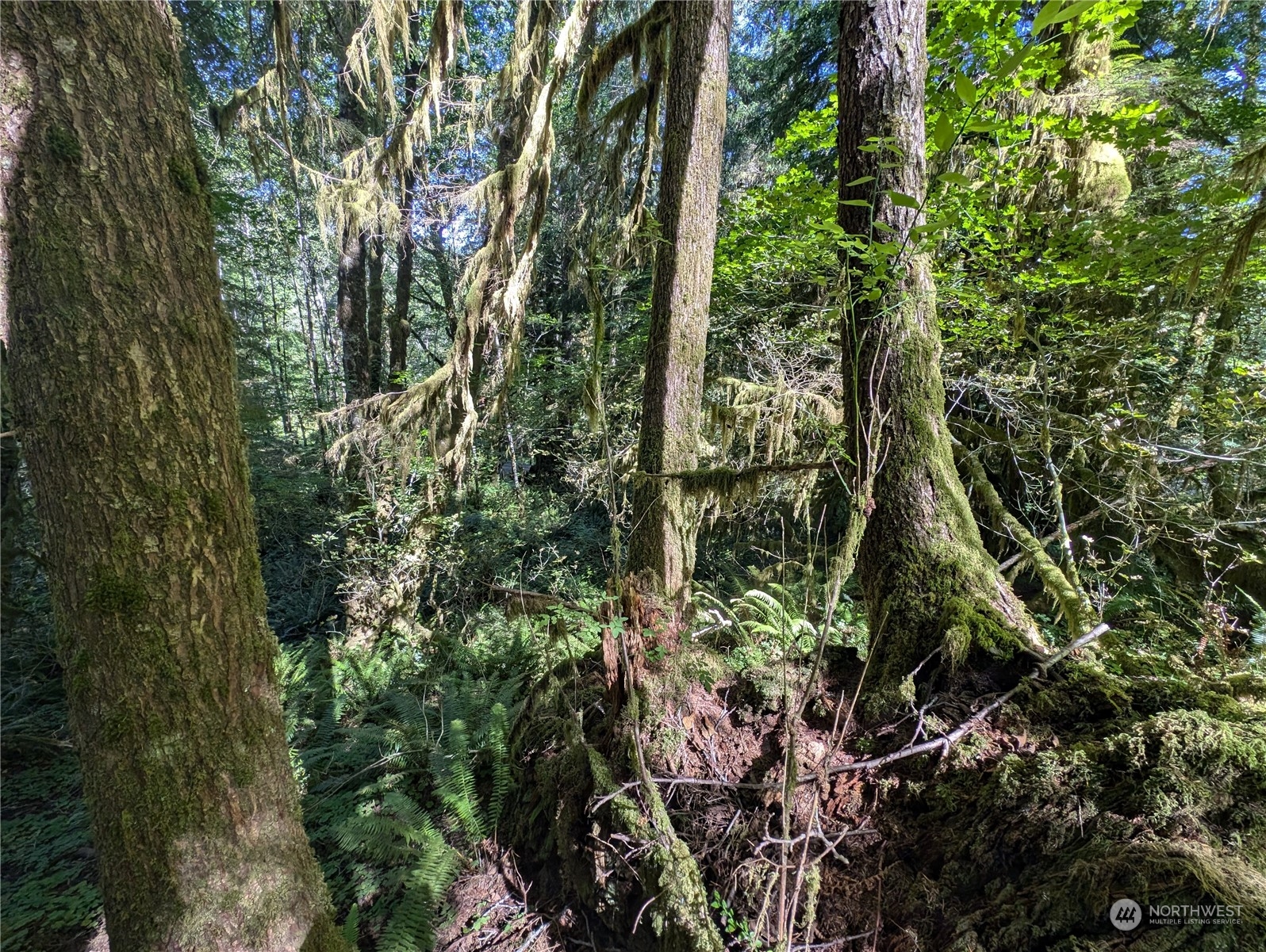 99994 Dowan Creek Road Forks, WA 98331 - Photo 36 of 40