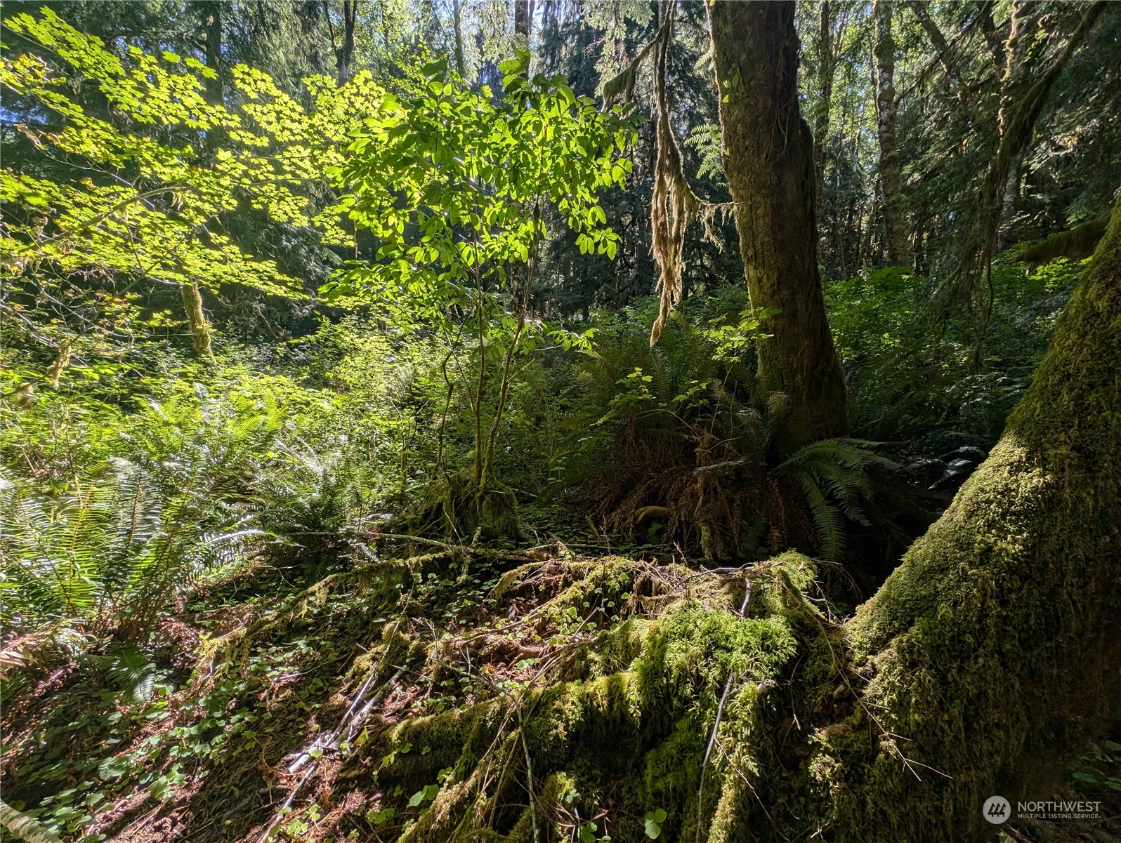 99994 Dowan Creek Road Forks, WA 98331 - Photo 37 of 40