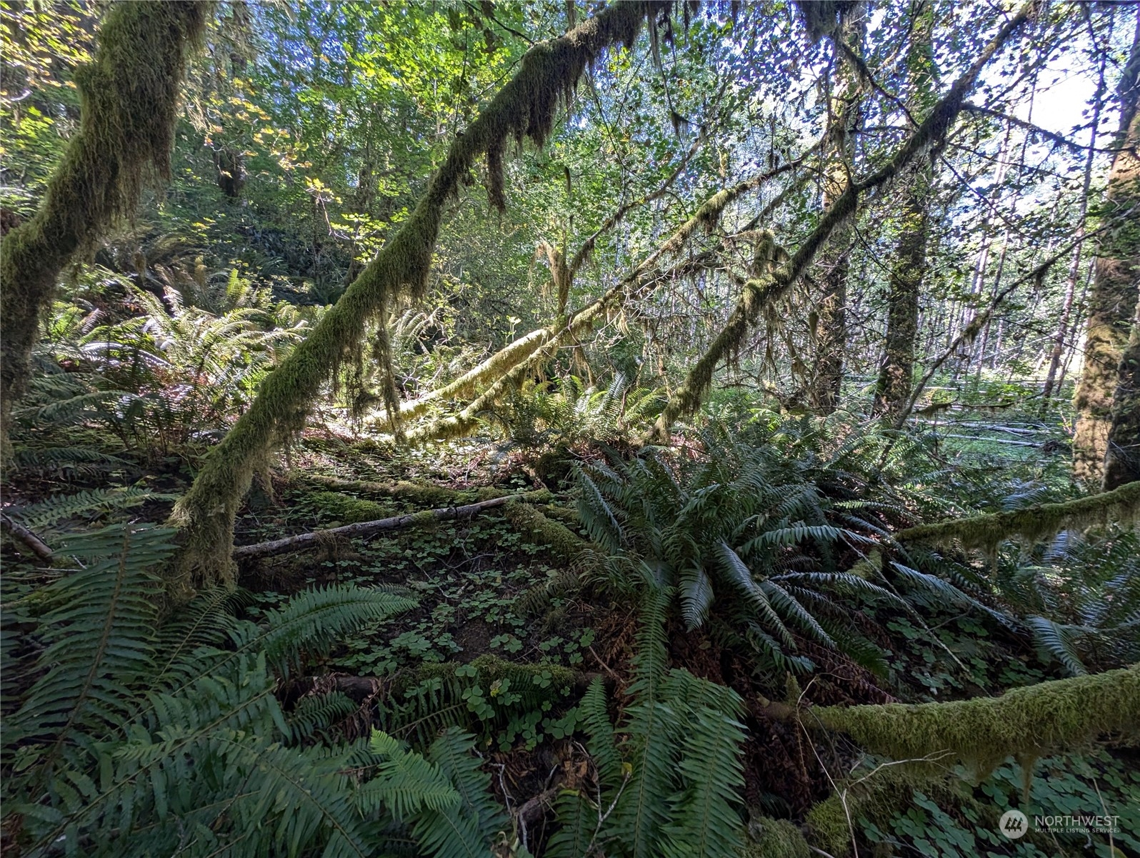 99994 Dowan Creek Road Forks, WA 98331 - Photo 38 of 40