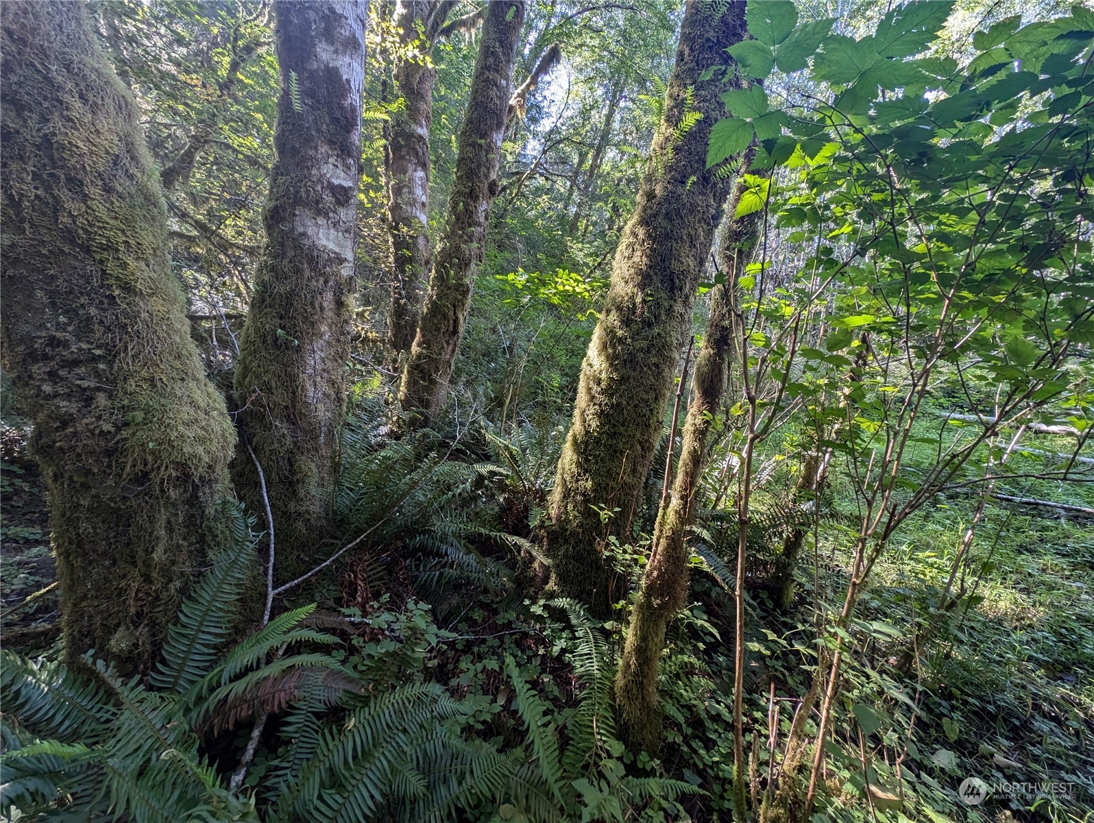 99994 Dowan Creek Road Forks, WA 98331 - Photo 39 of 40