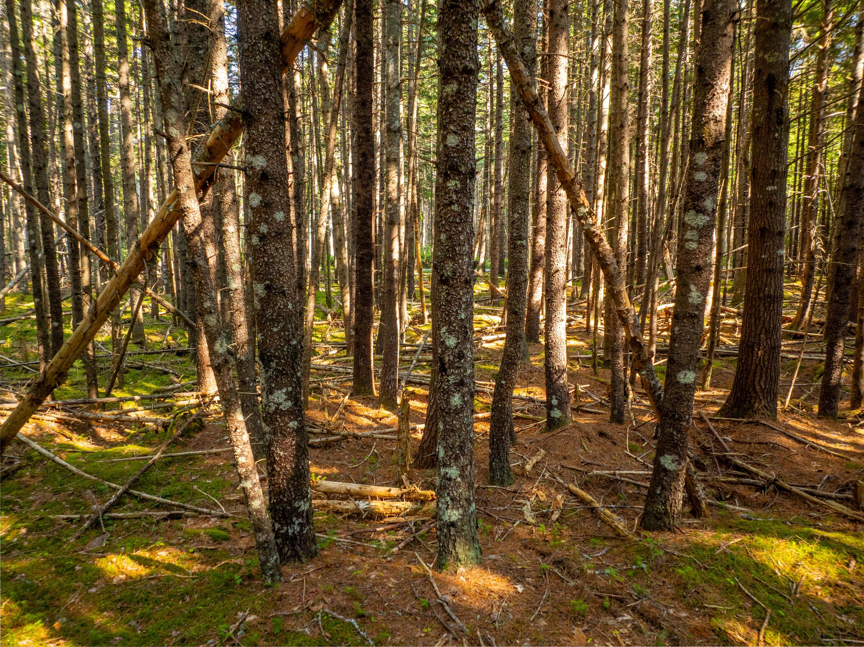 M57-l20 Paul Bunyan Road Corea, ME 04624 - Photo 17 of 25 Shady