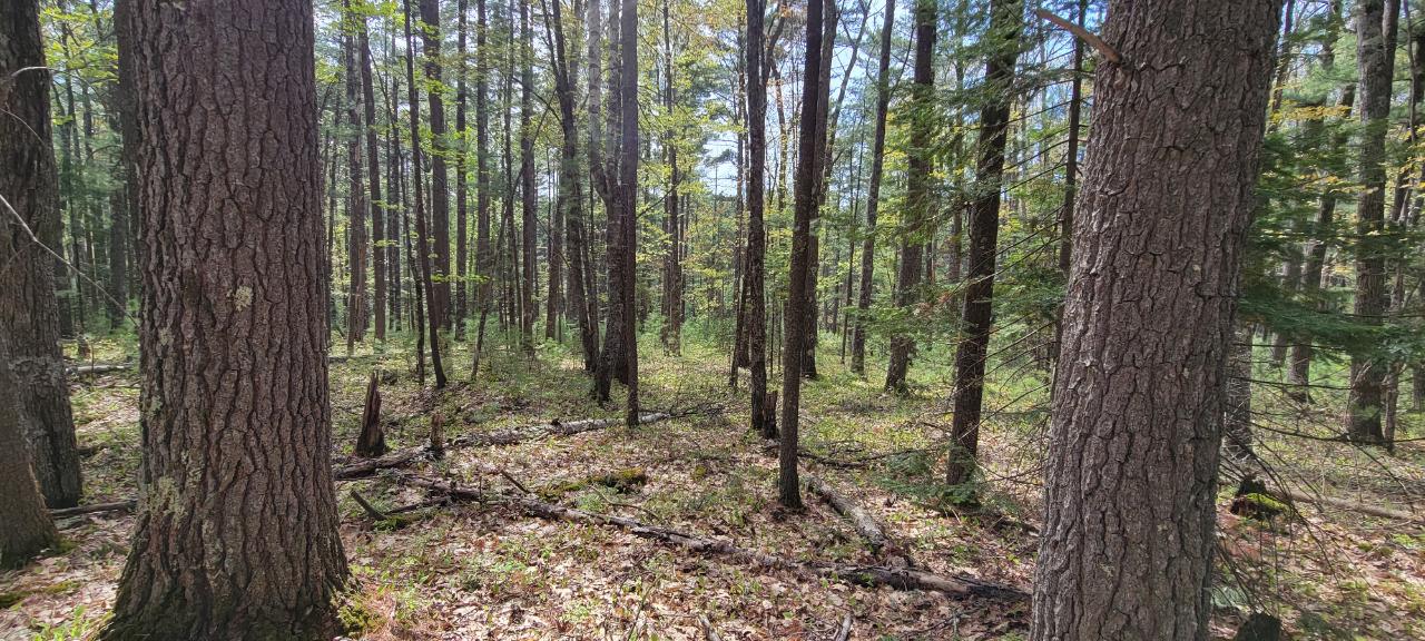 Off Witches Lake Road, Unit LOT 4 Woodruff, WI 54568 - Photo 23 of 39 Gallery Image 23