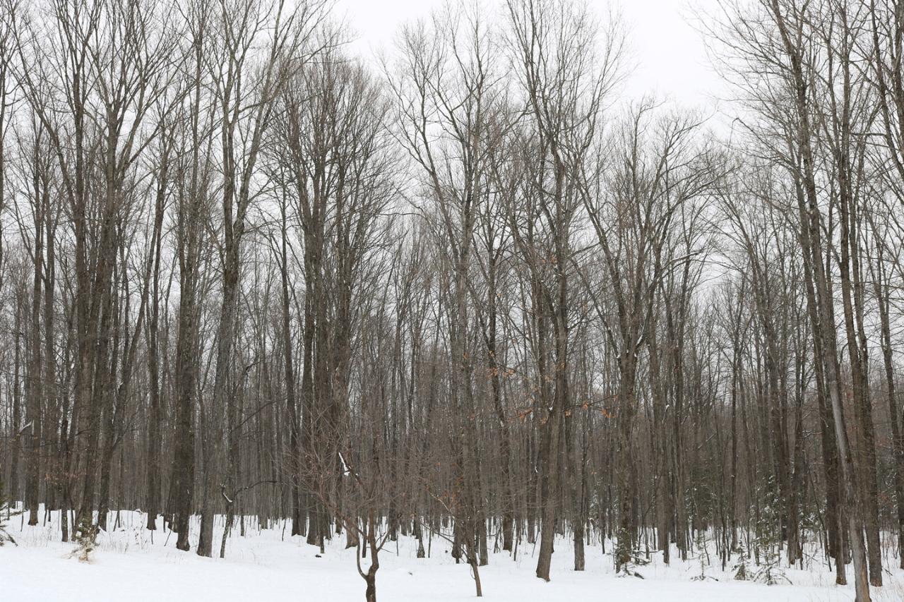 88718 Cth F Butternut, WI 54514 - Photo 19 of 30 Gallery Image 19