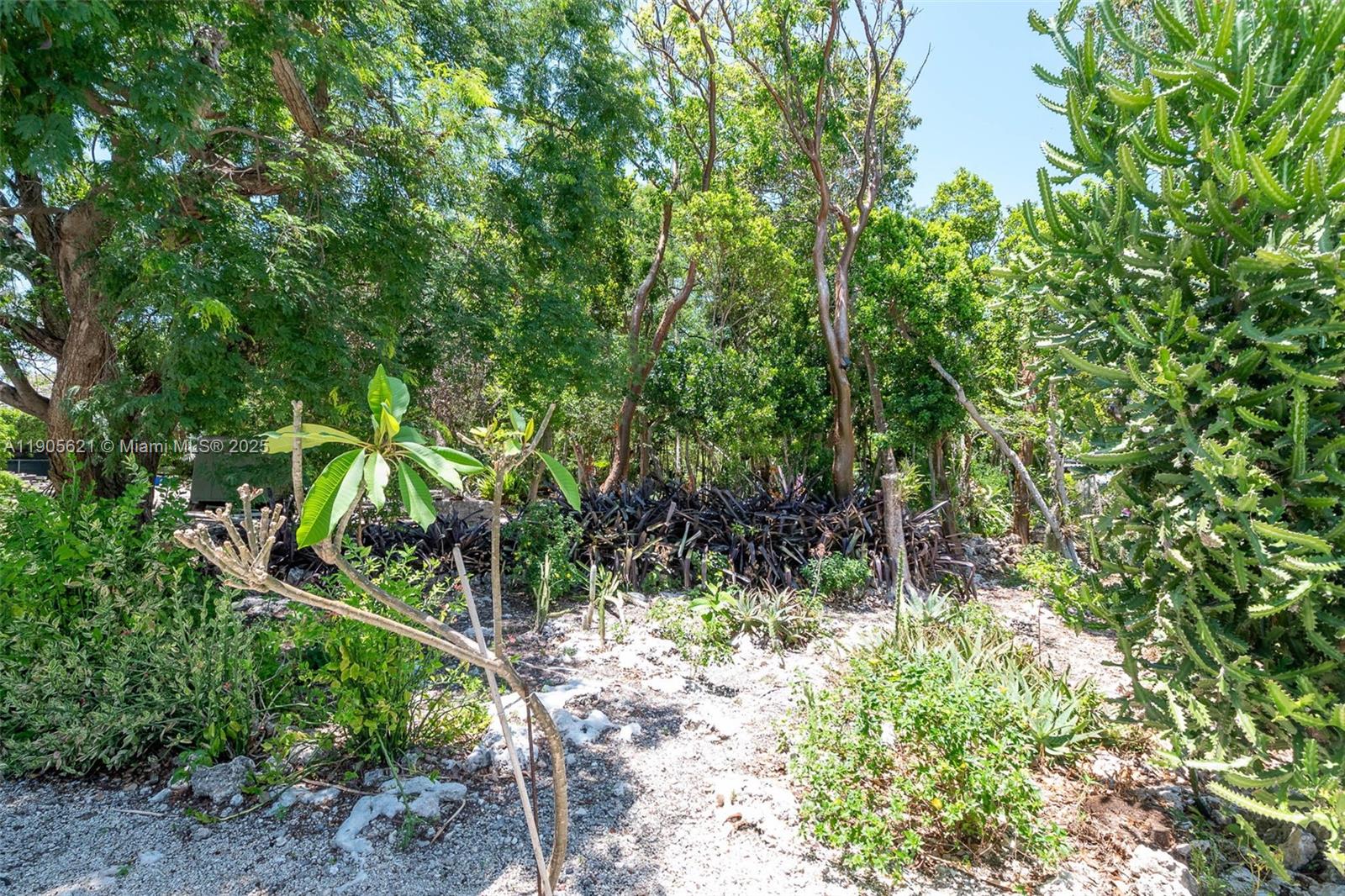 306 Lime Street Key Largo, FL 33037 - Photo 25 of 37 a view of a garden