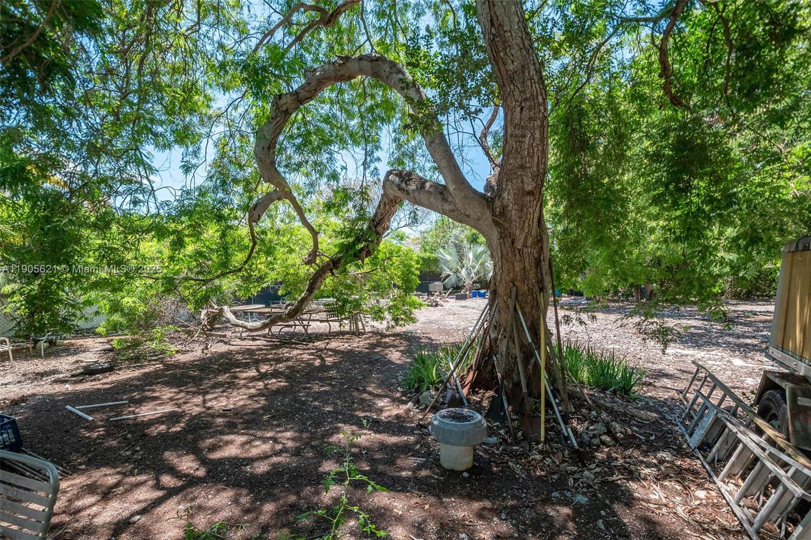 306 Lime Street Key Largo, FL 33037 - Photo 26 of 37 a view of a backyard with plants and large trees
