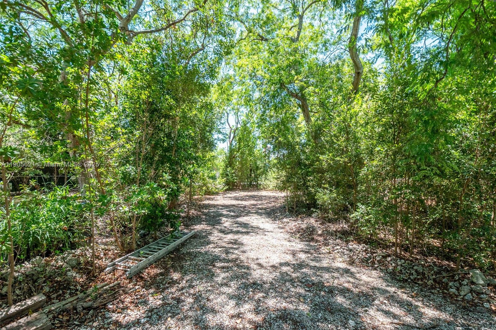 306 Lime Street Key Largo, FL 33037 - Photo 32 of 37 a view of a forest with trees in the background