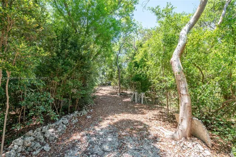 a view of a forest filled with trees and flowers