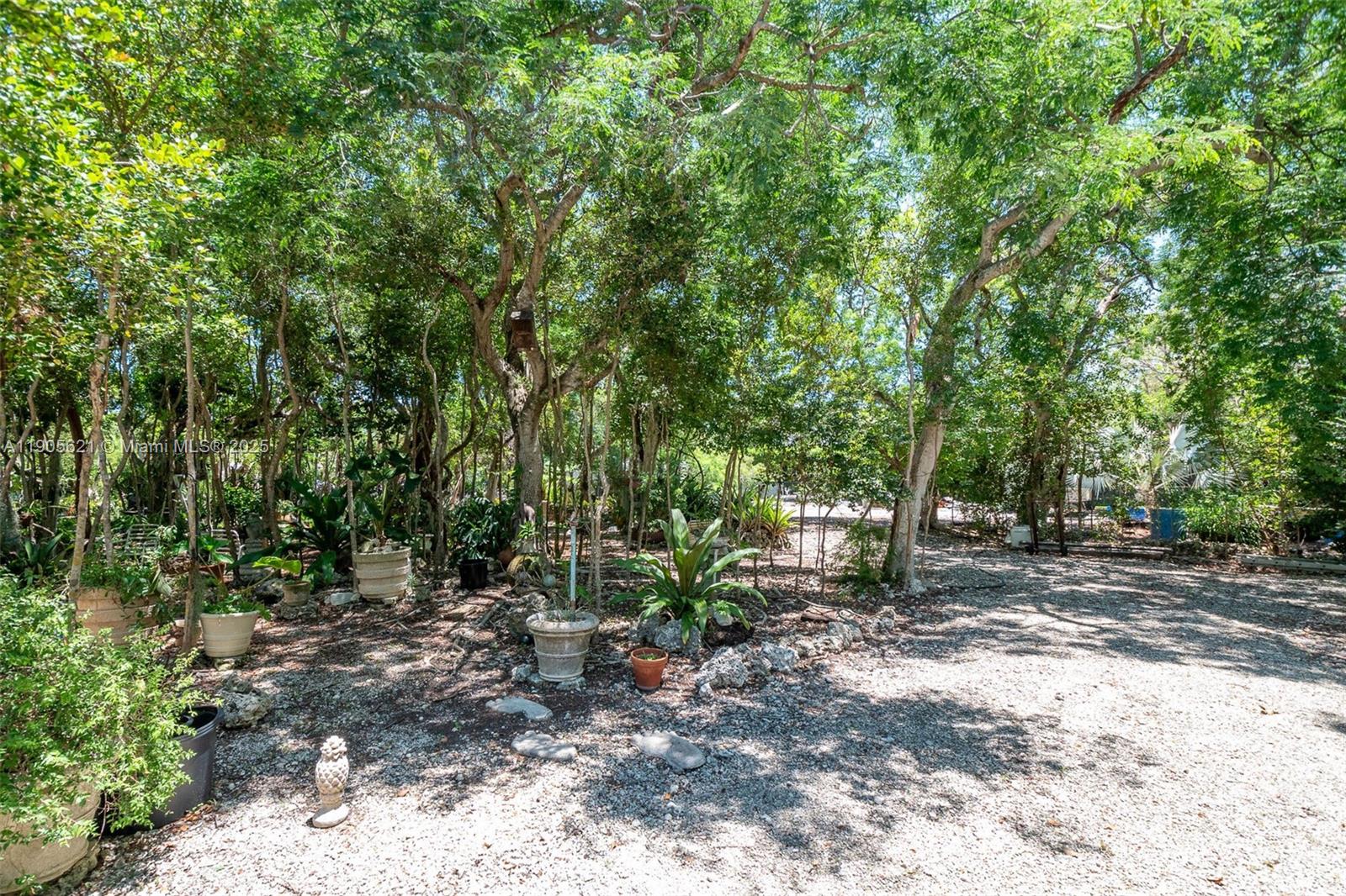 306 Lime Street Key Largo, FL 33037 - Photo 34 of 37 a view of a forest filled with trees and flowers