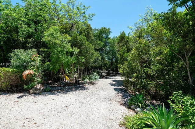 a view of a pathway with a tree