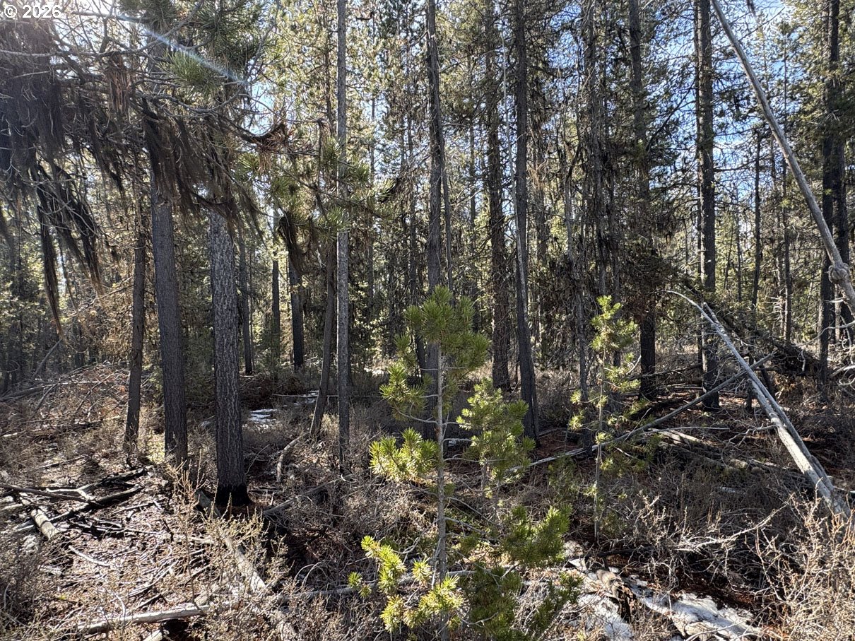 Keyser Circle, Unit 28 Chiloquin, OR 97624 - Photo 18 of 32 a view of a forest with trees