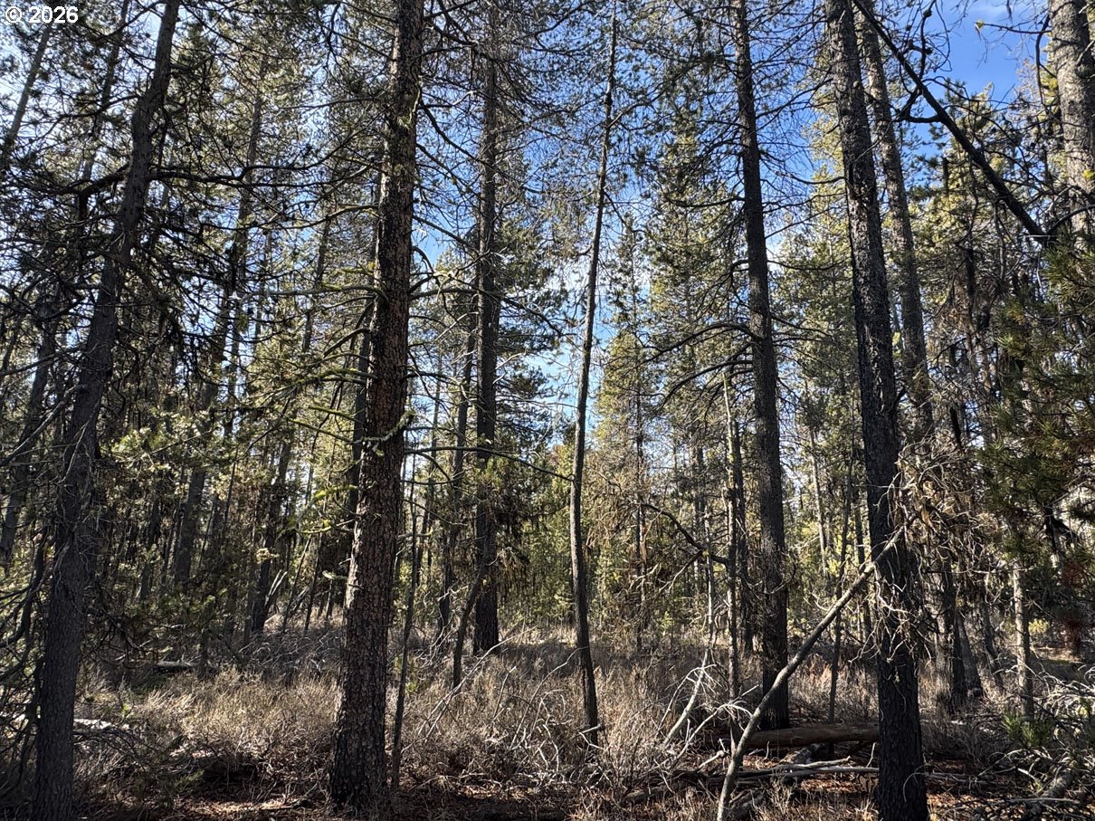 Keyser Circle, Unit 28 Chiloquin, OR 97624 - Photo 22 of 32 a view of forest