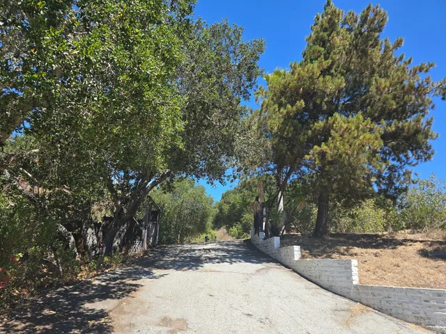 a view of a yard with plants and trees