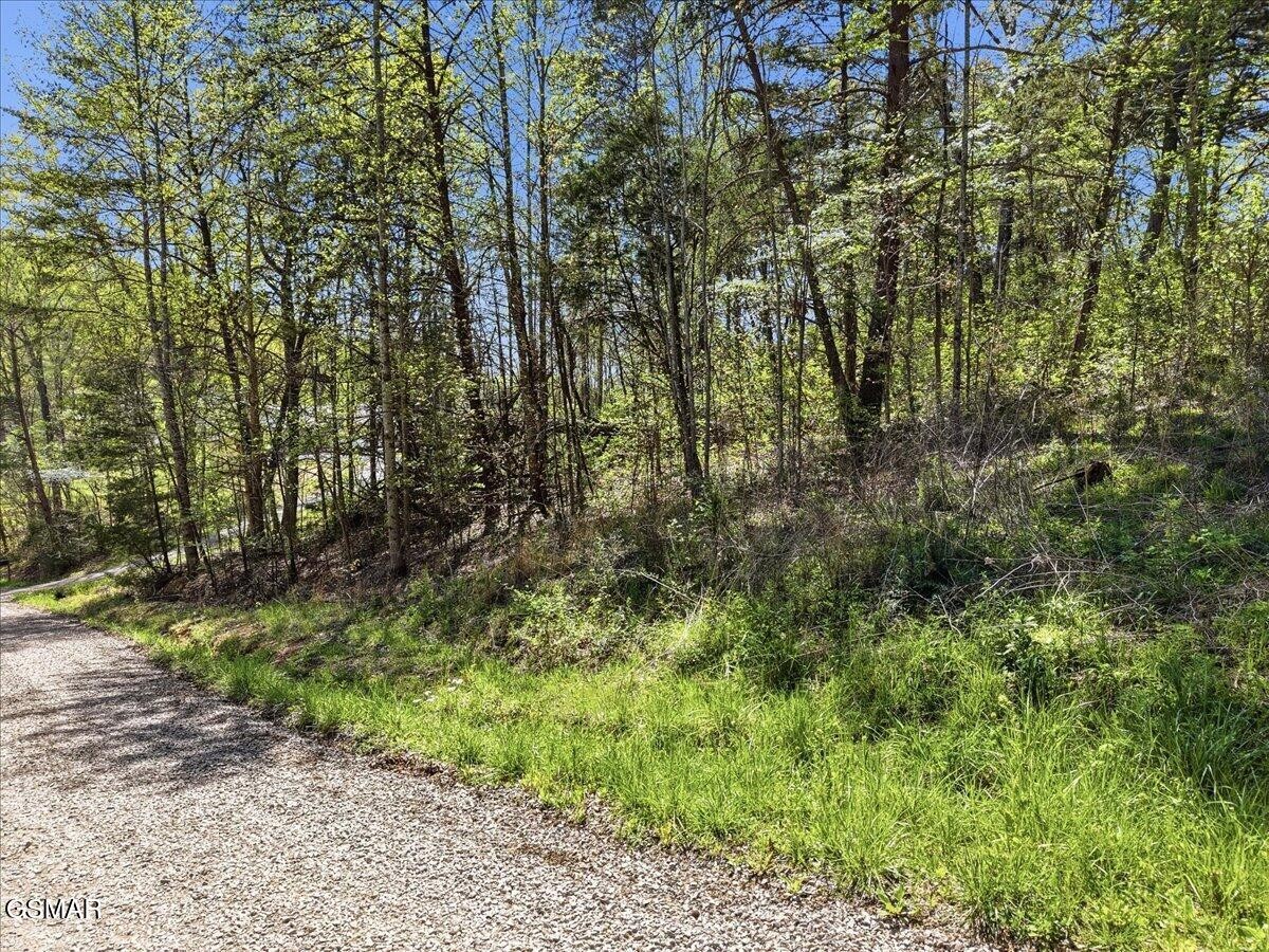 0 Dark Hollow Road Cosby, TN 37722 - Photo 4 of 17 Gallery Image 4