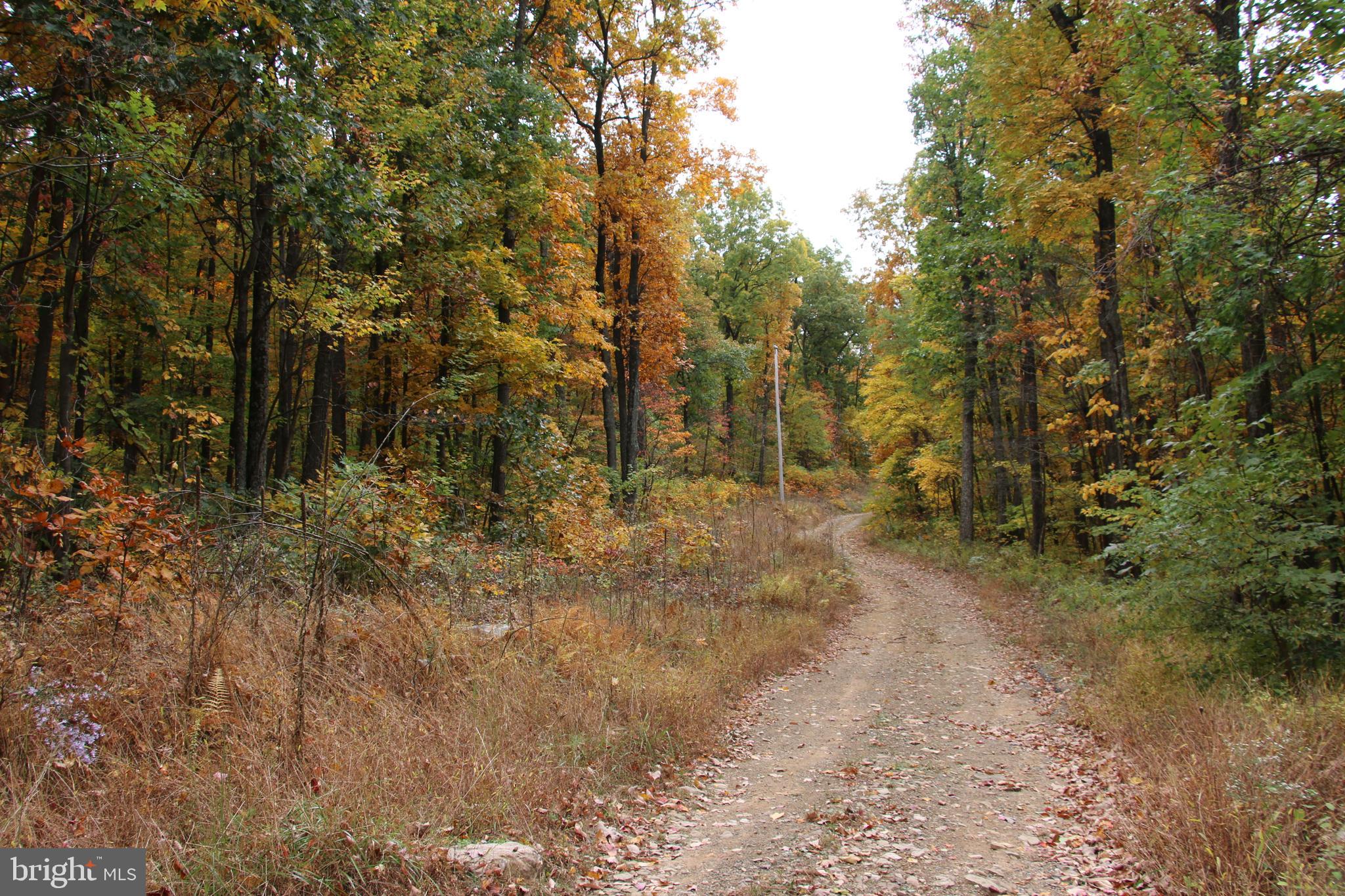 Moorehead Road Gore, VA 22637 - Photo 4 of 20