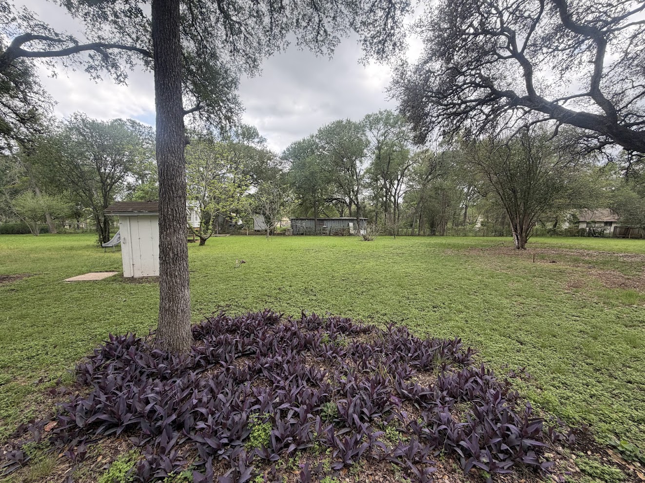 8904 Chisholm Lane Austin, TX 78748 - Photo 3 of 40 Expansive green lawn with mature trees and a white storage shed