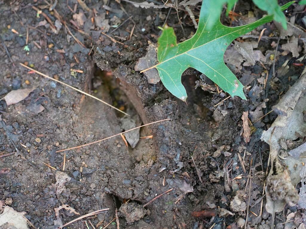 0 Northwest Shady Grove Road Willis, VA 24380 - Photo 15 of 25 Gallery Image 15