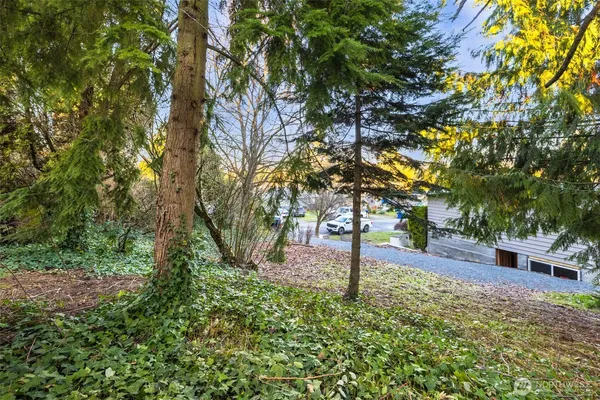 a view of a yard with plants and large trees