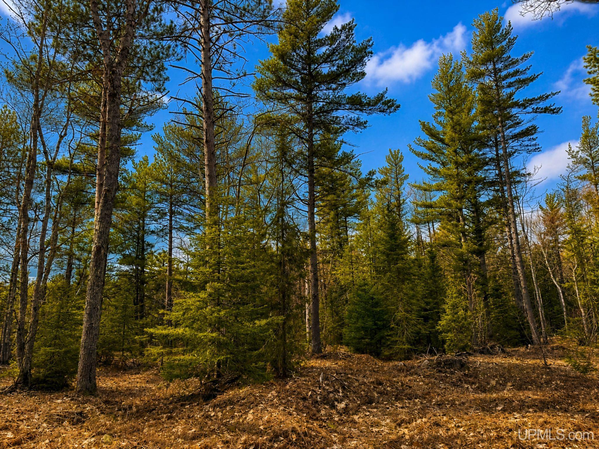 410 Rd Newberry Mi 49868 Road Newberry, MI 49868 - Photo 28 of 36