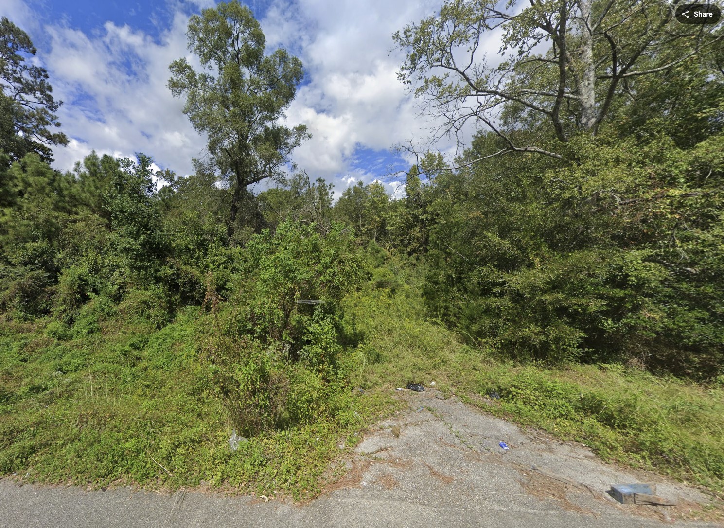 a view of a forest with a tree
