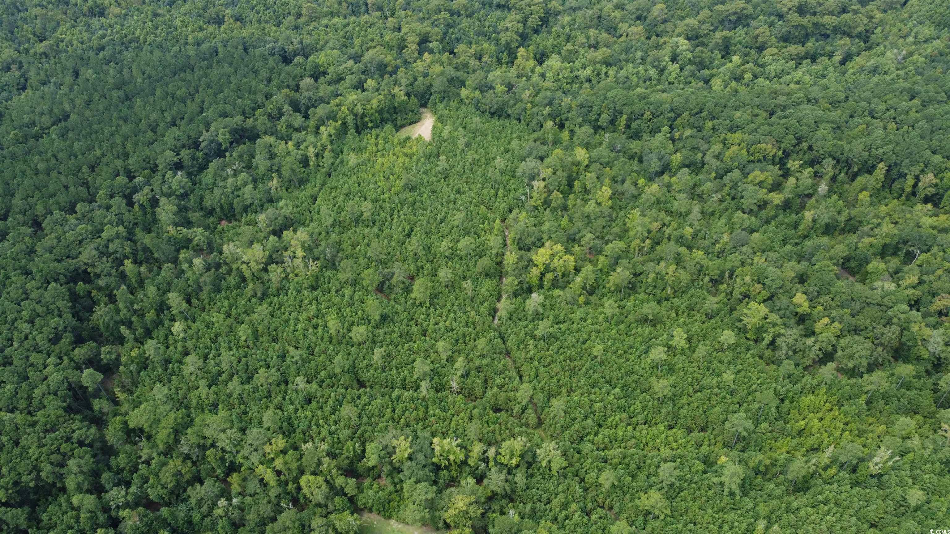 Tbd Lonzy Lane Conway, SC 29526 - Photo 5 of 10
