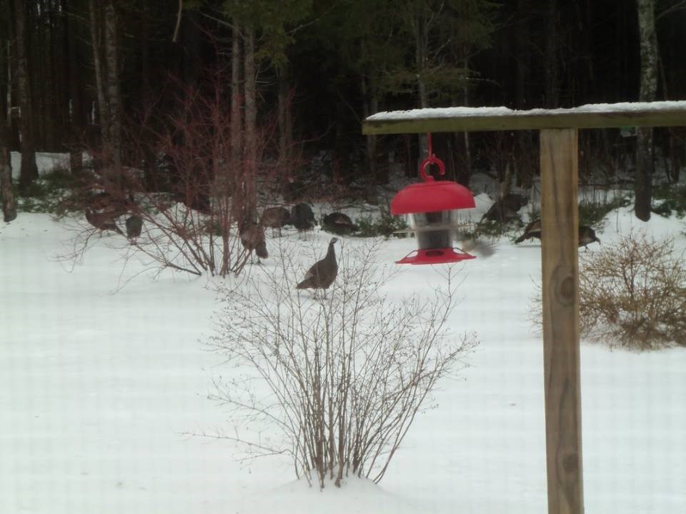 372 Potato Road Enfield, NH 03748 - Photo 36 of 38 Gallery Image 36