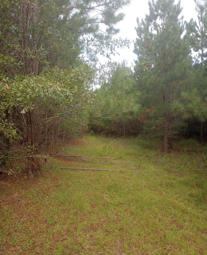 0 Salter Road Bartow, GA 30413 - Photo 4 of 6 Gallery Image 4