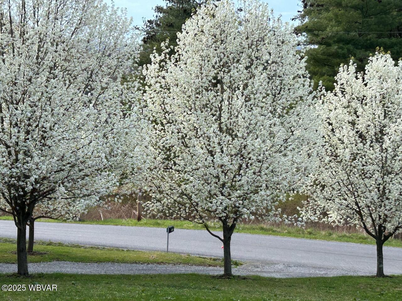 1010 Howard Divide Road Howard, PA 16841 - Photo 2 of 11 1010 Trees