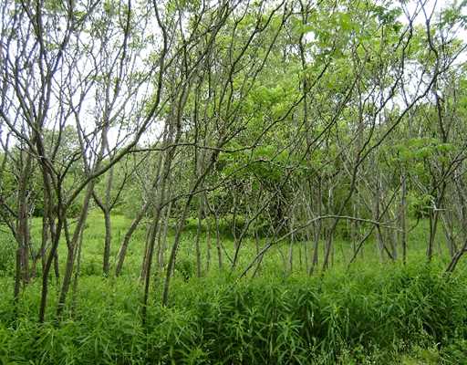 8 Rt Union City, PA 16438 - Photo 5 of 8 Land/Lot.