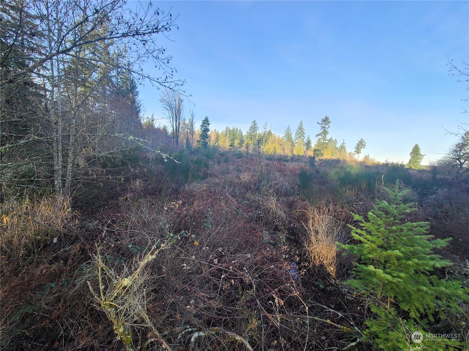 12904 Mima Road Southwest Olympia, WA 98512 - Photo 3 of 7 a view of a yard with a house