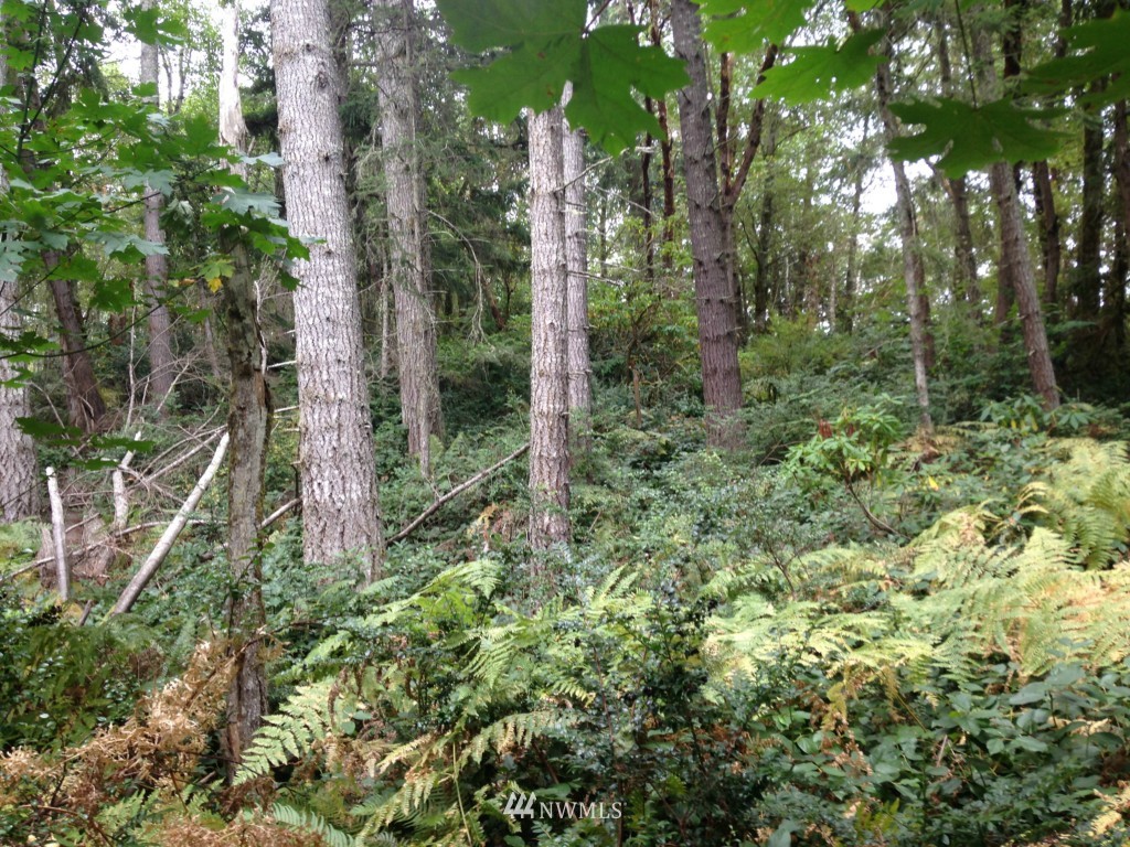 -xxx Coyle Road Quilcene, WA 98376 - Photo 4 of 8 Gallery Image 4