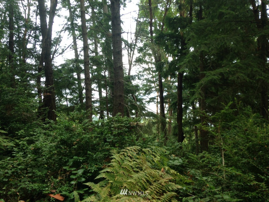 -xxx Coyle Road Quilcene, WA 98376 - Photo 5 of 8 Gallery Image 5