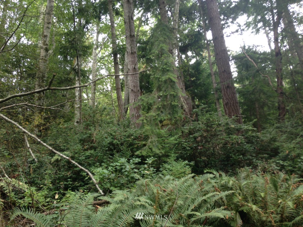 -xxx Coyle Road Quilcene, WA 98376 - Photo 6 of 8 Gallery Image 6