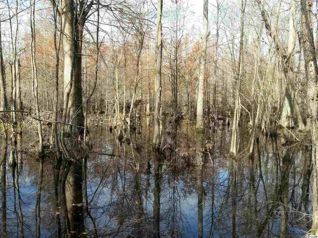 Tbd Radio Road Hemingway, SC 29554 - Photo 13 of 25