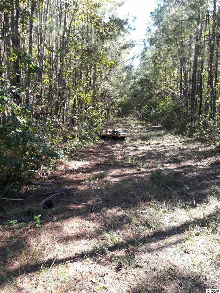 Tbd Radio Road Hemingway, SC 29554 - Photo 18 of 25