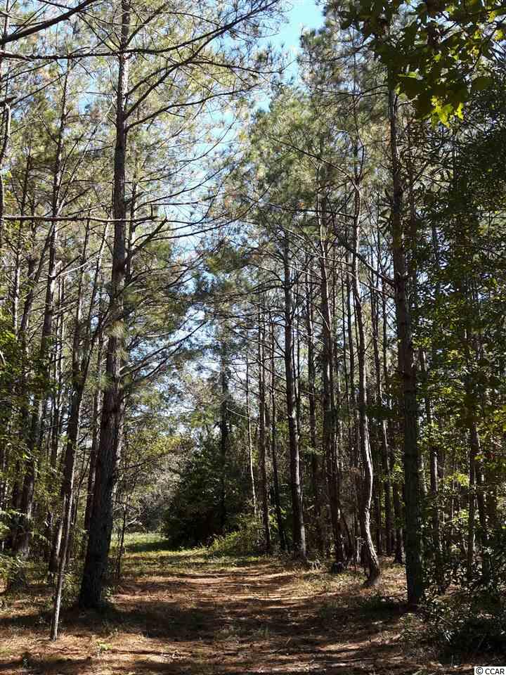 Tbd Radio Road Hemingway, SC 29554 - Photo 19 of 25