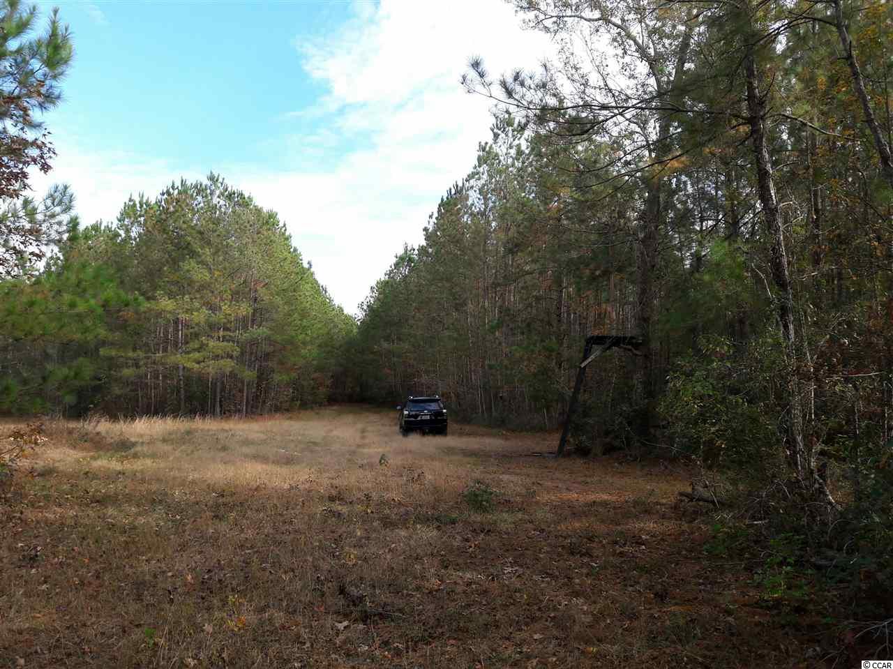 Tbd Radio Road Hemingway, SC 29554 - Photo 5 of 25